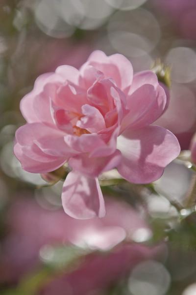 Fototapete 184 x 254 cm – 4-713 Bouquet – versandkostenfrei in D*